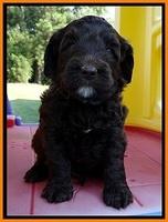 CB pups 5 wks old 3