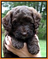 CB pups 6 wks old 12