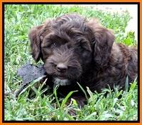 CB pups 7 wks old 38