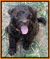 CB pups 7 wks old 40