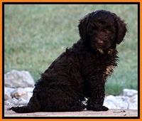 CB pups 7 wks old 46