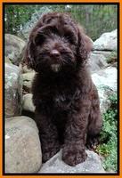 CB pups 8 wks old 22