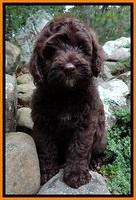 CB pups 8 wks old 24