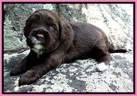CB pups 3 wks old 7