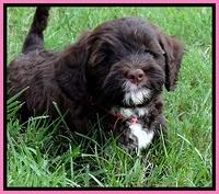 CB pups 7 wks old 1