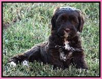 CB pups 7 wks old 61