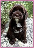 CB pups 8 wks old 1