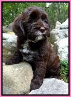 CB pups 8 wks old 3
