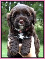 Cb pups 6 wks old 9