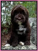 Cb pups 8 wks old 2