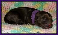 CB pups 1 day old 5