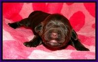 CB pups 1 wk old 7