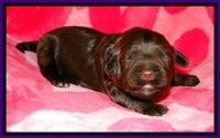 CB pups 1 wk old 8