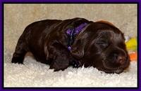 CB pups 2 wks old 4