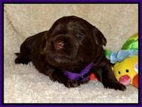 CB pups 2 wks old 8