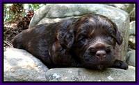 CB pups 3 wks old 38