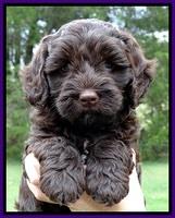 CB pups 6 wks old 6