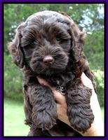 CB pups 6 wks old 8