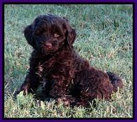 CB pups 7 wks old 12
