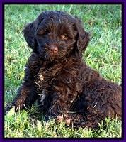 CB pups 7 wks old 15