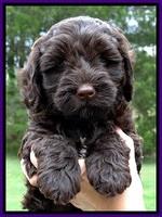 Cb pups 6 wks old 7