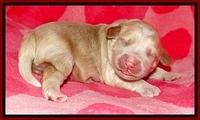 CB pups 1 wk old 10