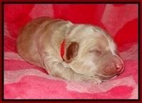 CB pups 1 wk old 12