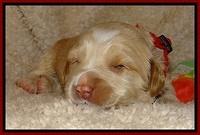 CB pups 2 wks old 16