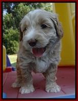 CB pups 5 wks old 18