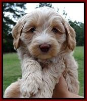 CB pups 6 wks old 27