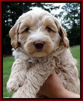 CB pups 6 wks old 28