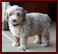 CB pups 7 wks old 64