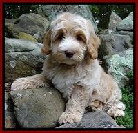 CB pups 8 wks old 30