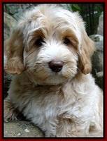 CB pups 8 wks old 31