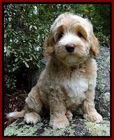 CB pups 8 wks old 32