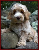 CB pups 8 wks old 38