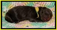 CB pups 1 day old 13