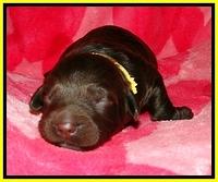 CB pups 1 wk old 19