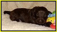 CB pups 2 wks old 13