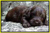 CB pups 3 wks old 45