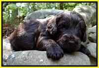 CB pups 3 wks old 47