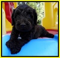 CB pups 5 wks old 27