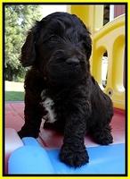 CB pups 5 wks old 28