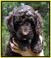 CB pups 6 wks old 17