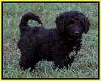 CB pups 7 wks old 10