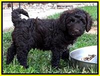 CB pups 7 wks old 17