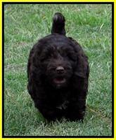 CB pups 7 wks old 41