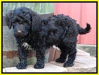 CB pups 7 wks old 51