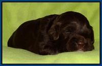 Cherie Mojo pups 2 wks old 31