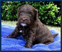 Cherie Mojo pups 4 wks old 11